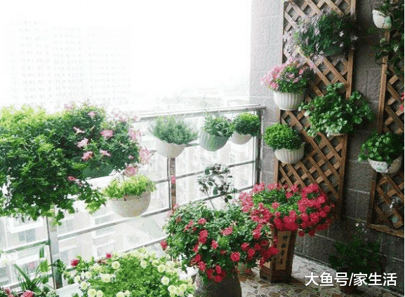 阳台太小又想养花怎么办? 老花农教你这几招, 阳台立马变花圃