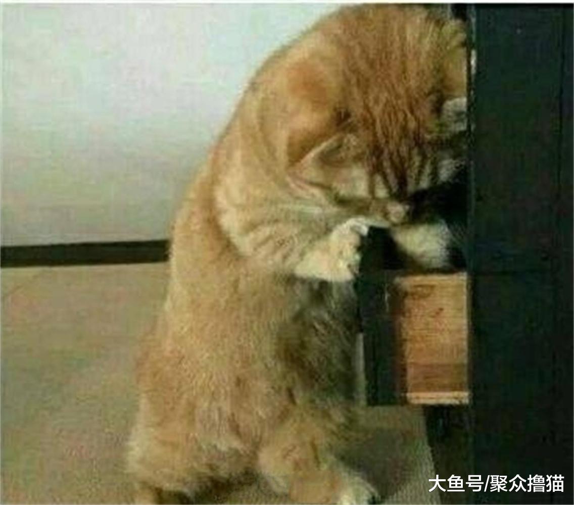 什么原因让橘猫这么失落? 铲屎的把小鱼干扔了, 猫咪最后急成这样