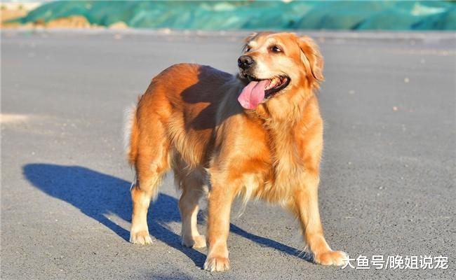 禁养大型犬的城市里为啥还有人养金毛? 原因跟它的性格有关