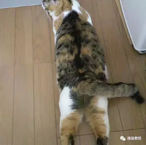 “美臀日”晒美臀, 这一大波猫屁屁, 看得我心动了