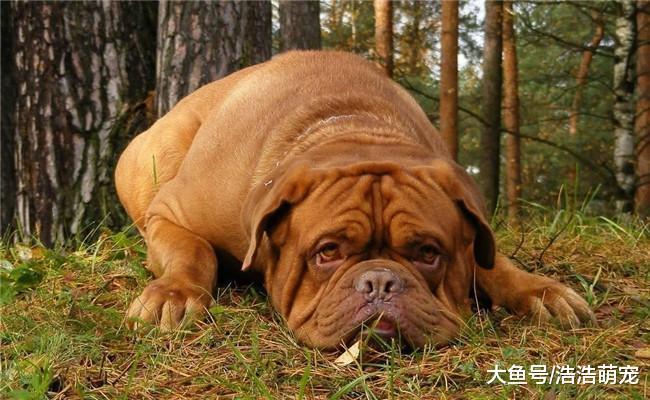 寿命特别短的5种狗狗, 第二个6至8年, 第五种最高的活6年