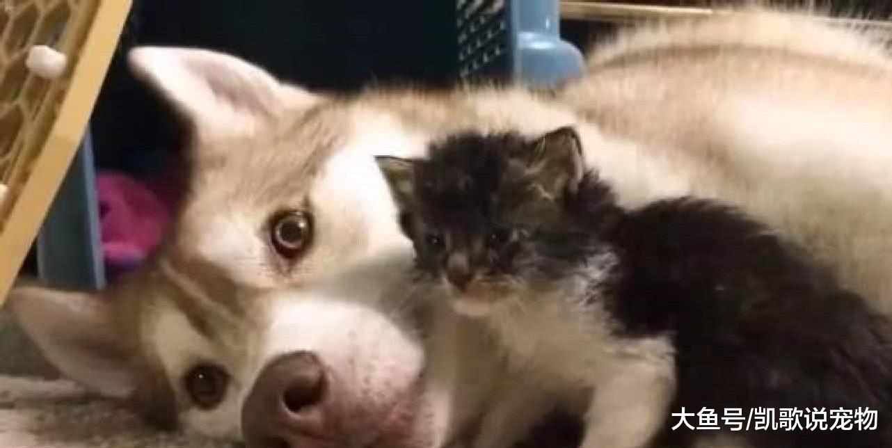 女子心善带回流浪奶猫, 家中狗狗贴心照顾, 画面温馨暖哭众人