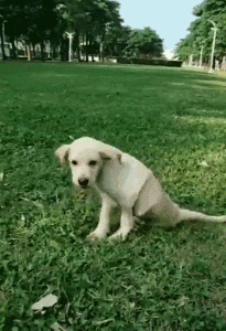 流浪狗偶遇车祸后倒在路旁, 伤重时被人救助, 恢复健康后拥有新家