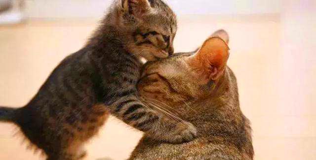 鳄鱼发现猫妈妈巢穴, 堵在门口欲伤害小猫, 母猫不敌后携崽逃跑!