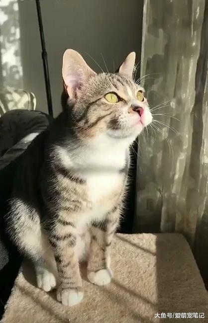 狸花猫为勾引燕子抓来玩, 居然学会了鸟叫, 网友: 论外语的重要性