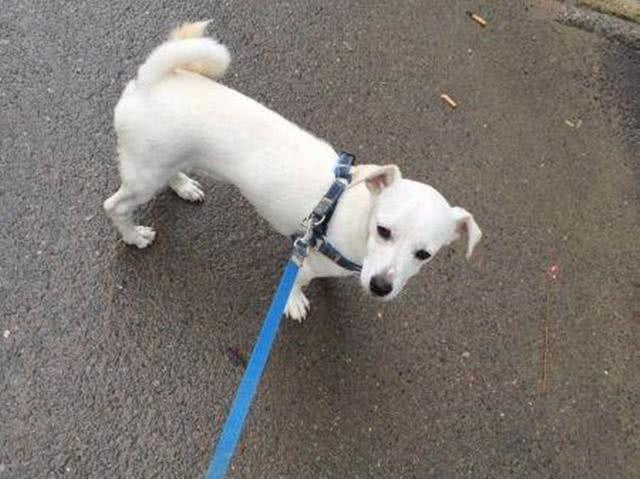 流浪狗偶遇车祸后倒在路旁, 伤重时被人救助, 恢复健康后拥有新家