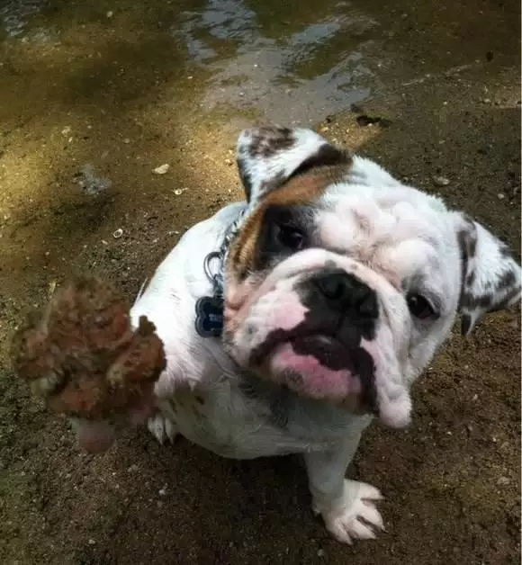 狗狗的这些秘密, 你知道几个