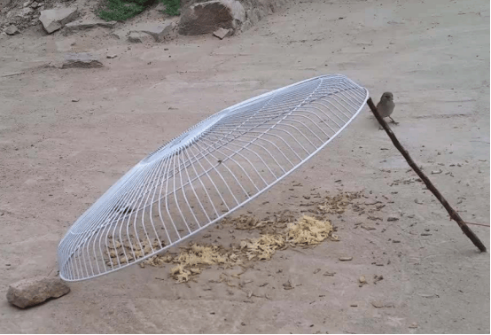 麻雀容易抓, 但是为什么却怎么都养不活? 脾气大容易被气死