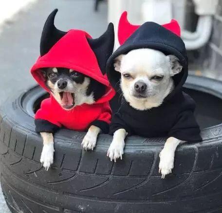 注意了, 这10种狗狗是真的怕冷!