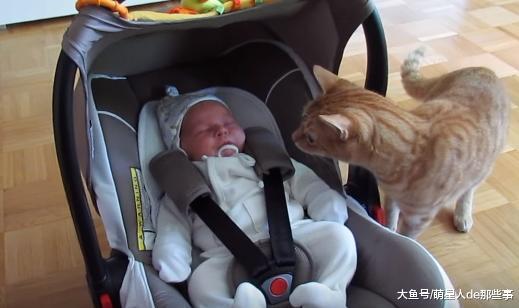 猫咪深情地看了宝宝一眼, 宝宝就哭了, 猫咪: 不关我事啊, 溜了!