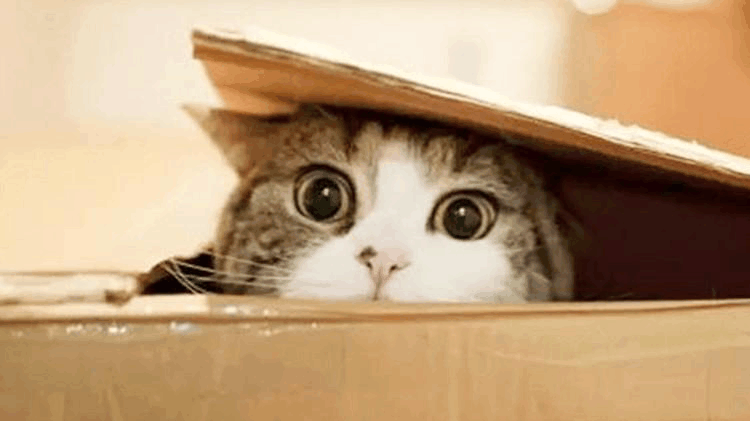 收服高冷猫咪的绝招, 赶紧get起来, 一般人不知道