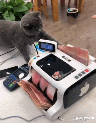 看看这个财务怎么样? 猫咪: 铲屎的你就负责招财, 数钱的事交给我
