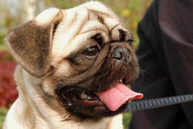 为什么有些人不喜欢巴哥犬? 以下这5个原因, 可以了解一下!