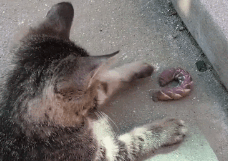 小狸花猫, 把大虫子当成了新玩具, 主人却看得头皮发麻