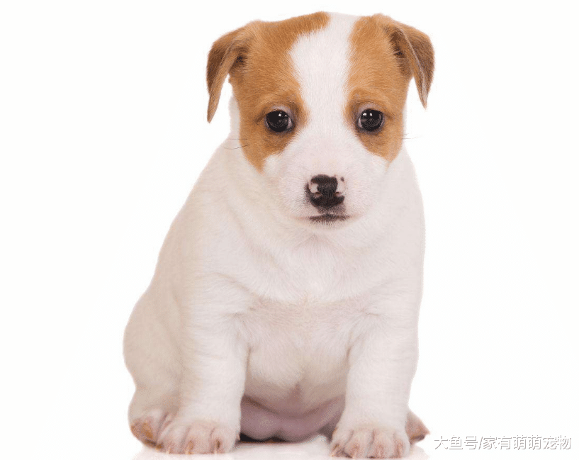 无论多“叛逆”的狗狗, 有这5种行为, 都说明它离不开你!