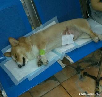 不可对狗狗做的6件事, 你做过几件?