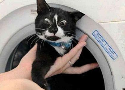 不小心把猫咪扔进洗衣机, 发现时笑抽了, 猫: 朕果然不能相信人类