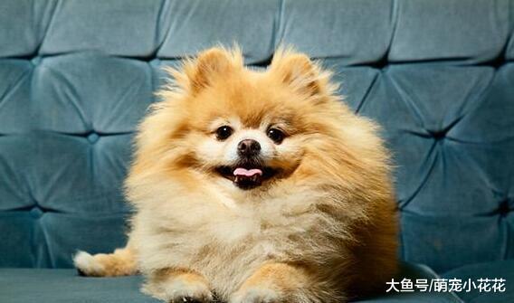 博美犬“害怕”的5件事, 你家的占几个?