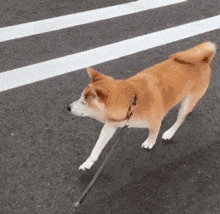 宠主们, 这5种难养的狗狗, 你们养过多少种? 养过的人都说难养!