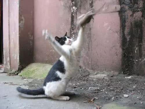 黑猫偶遇老鼠, 上前试探却被老鼠撵着猛追, 猫咪脸上写满慌张!
