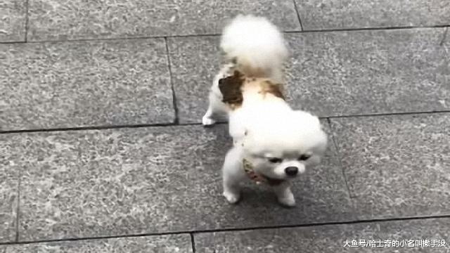 狗狗带着一身的屎追着你跑, 你还跑不过它, 你经历过这种绝望吗?