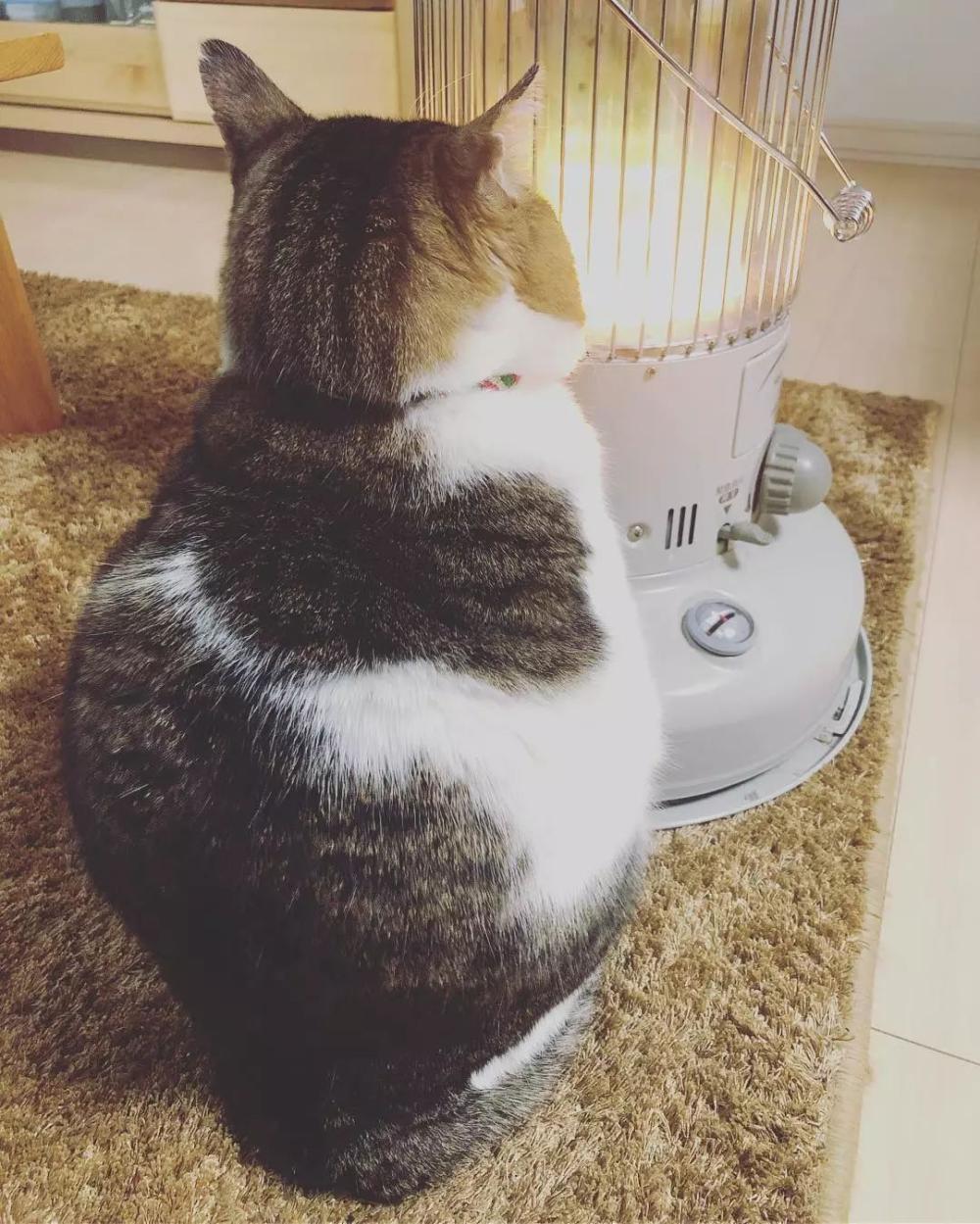 在火炉前取暖的喵星人, 这一脸享受的样子看得心都化了