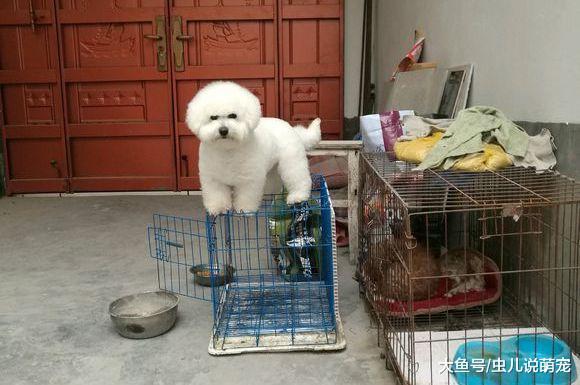 比熊犬在这儿生活了半年了, 它的活动空间很大!
