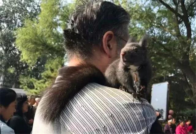 大叔霸气带魔王松鼠逛街, 松鼠: 就这条路, 还没有人敢拦我的!