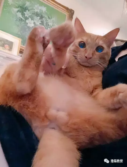 “美臀日”晒美臀, 这一大波猫屁屁, 看得我心动了