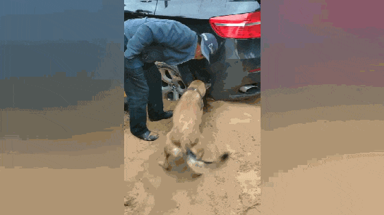 主人带着爱犬去大漠旅行, 车陷沙坑出不来, 狗子的做法暖心了……