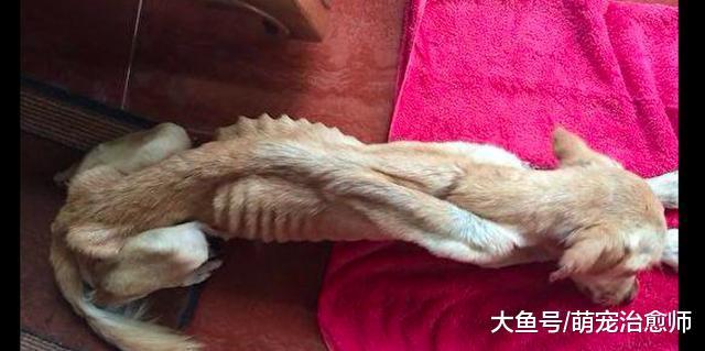 狗狗被主人扔进下水道, 被发现时仅有8斤重, 靠吃垃圾活了下来!