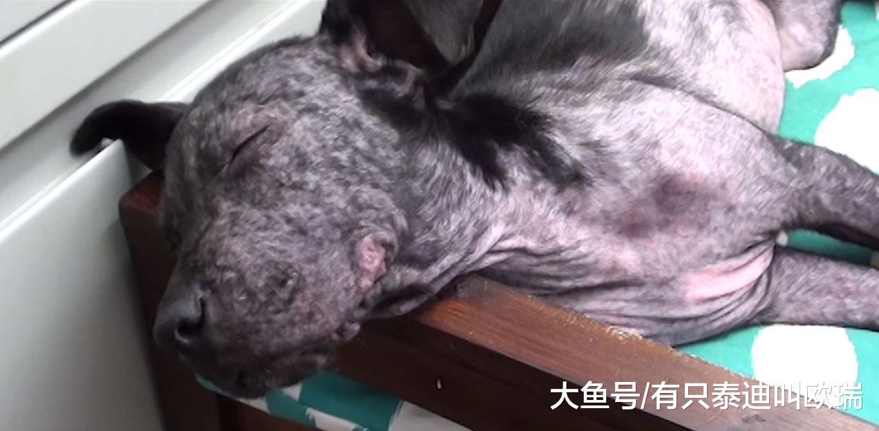 面目全非的流浪狗差点就要被安乐死, 但这些好心人插手改写了狗狗的一生