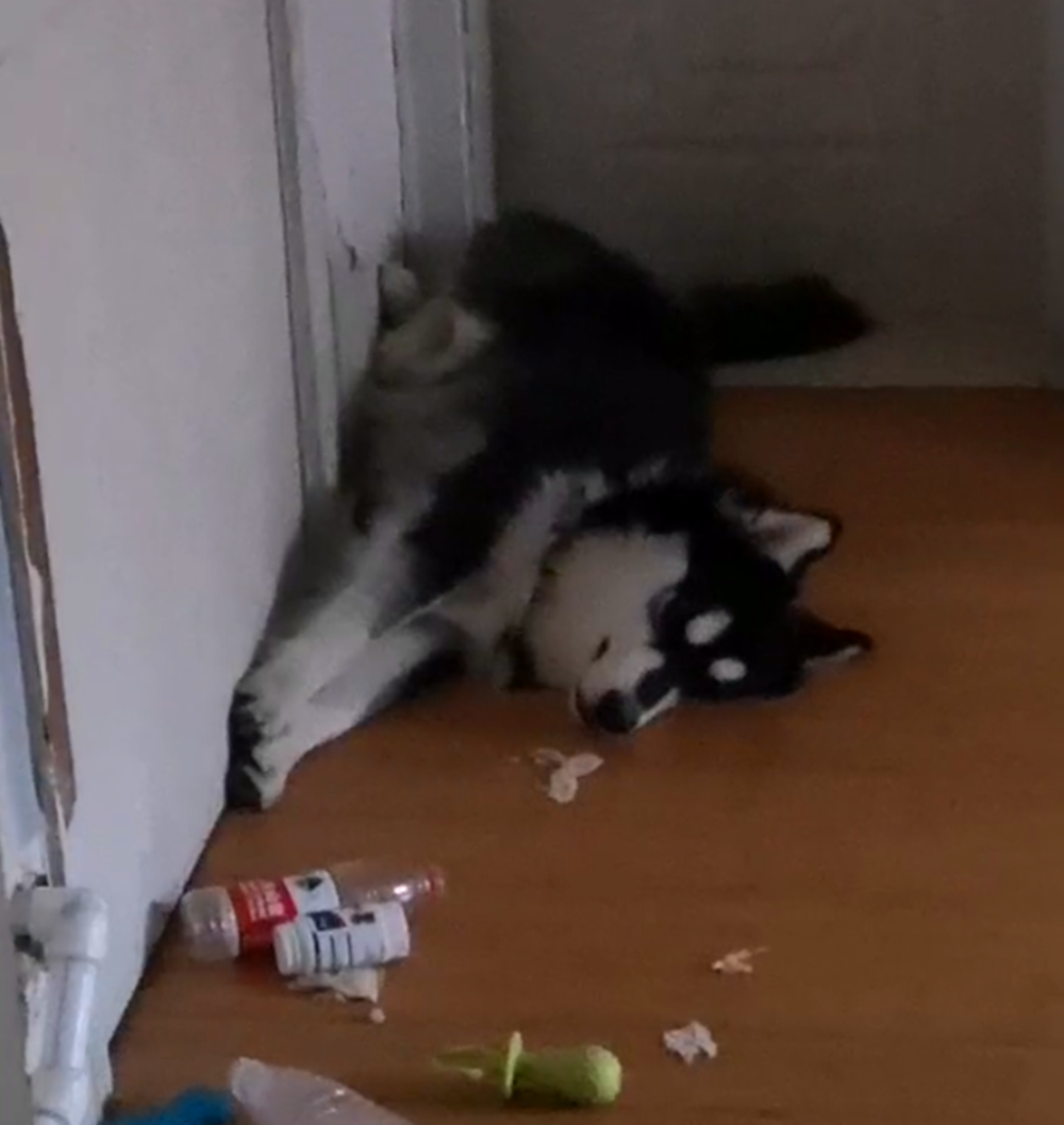 阿拉在屋里把门反锁, 主人锁在外面被气炸, 主人: 狗肉怎么做好吃