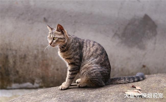 五种最受欢迎的猫咪, 橘猫在内, 第五种在国内不受欢迎