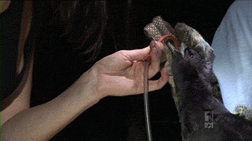 海龟■人类到底有多作孽? 一组图看清人类多么残忍