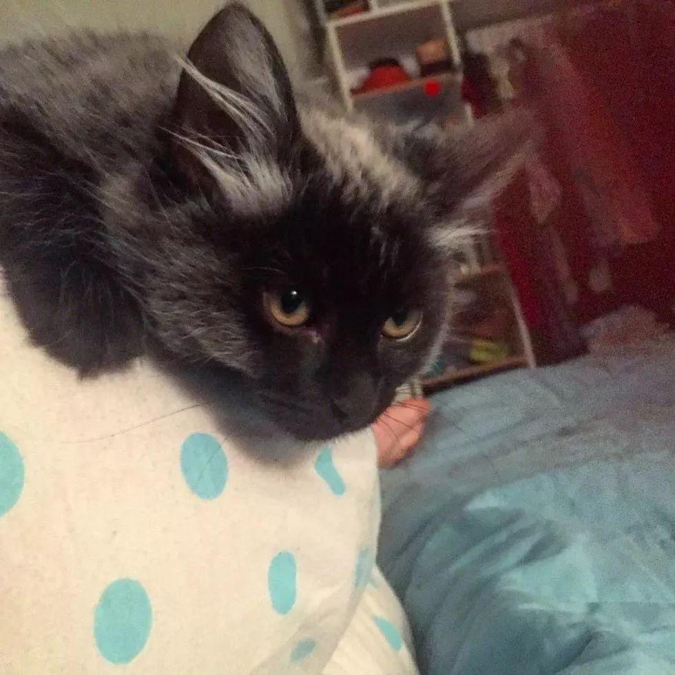 同一只猫从银狐变成了黑豹, 网友: 这主人真是赚大了