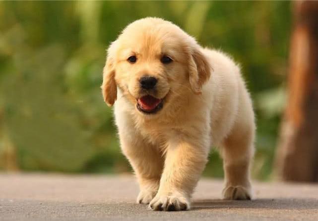 致爱犬: 我的狗狗每一晚都要做好梦噢! 要成为最幸福的狗狗!