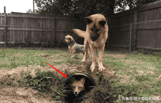 狐狸对战德牧, 它却能靠“地道”脱身, 网友: 的确很狡猾