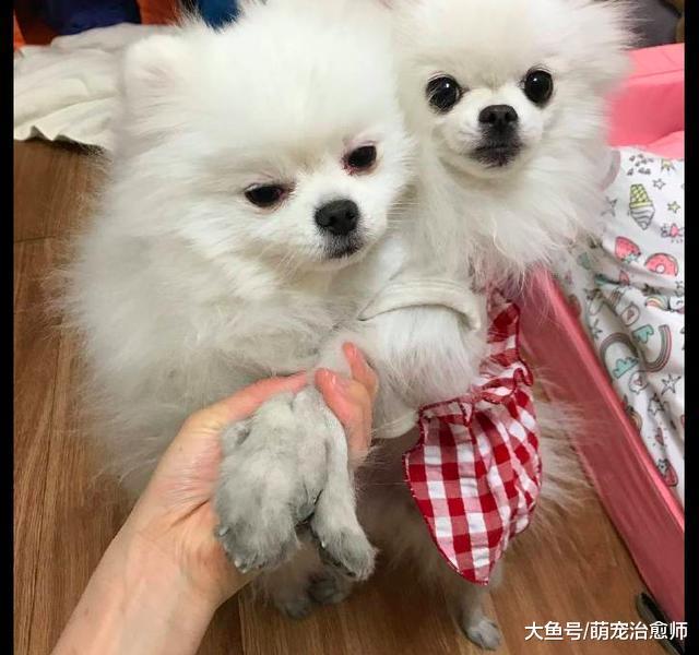 男主人带两只博美去玩, 回来后爪子都变成脏兮兮的, 挖煤去了吗?