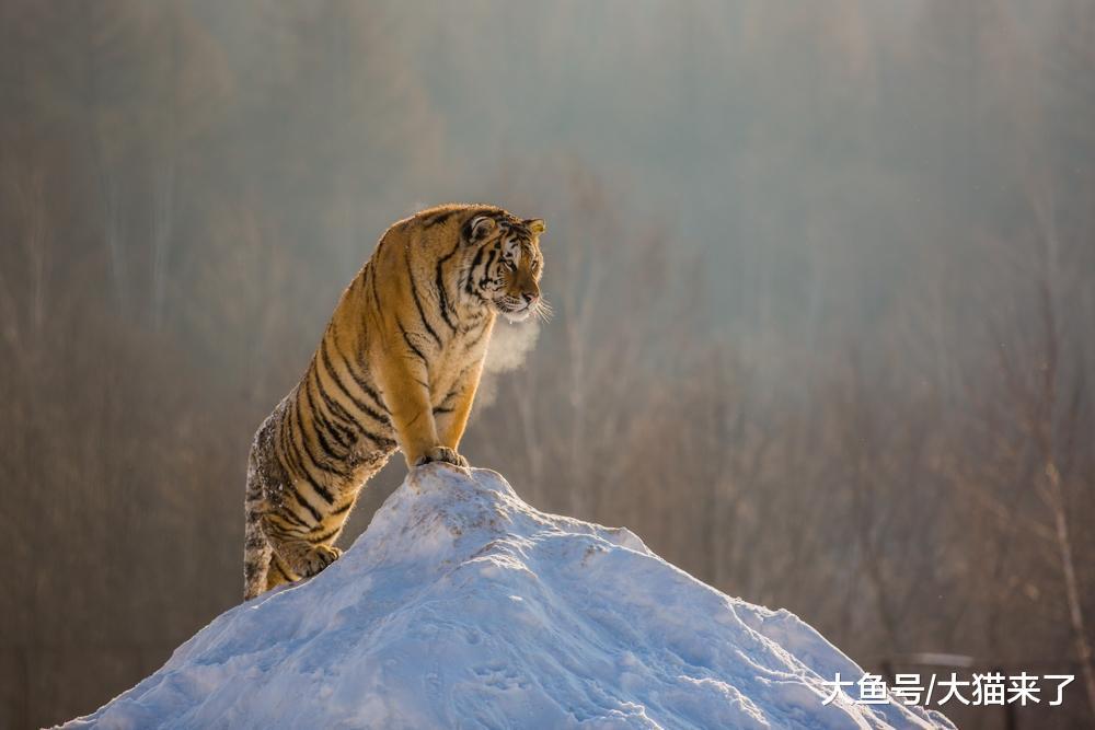 老虎为什么要吃人? 吃人的老虎有什么特点?