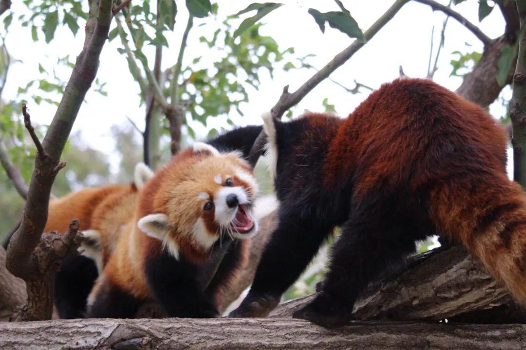 看小熊猫之间的决斗, 绝对让你涨见识