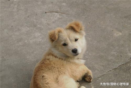 土狗盯着水碗发脾气, 急出一头汗, 主人走近一看原来是自己惹的祸