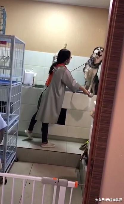 哈士奇不愿意洗头, 居然和老板打了起来, 二哈: 不要碰乱我的发型