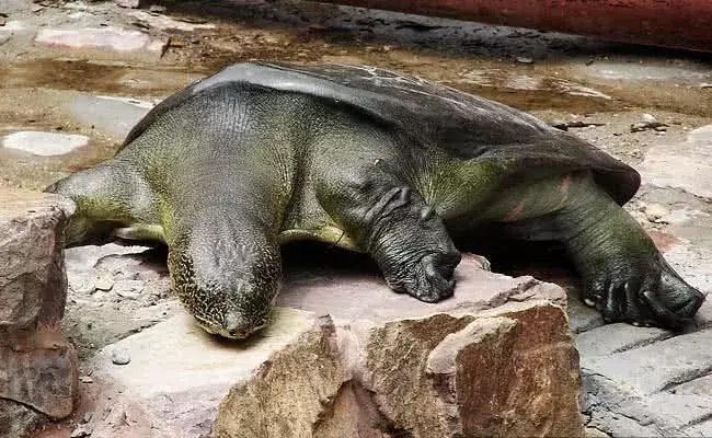 世界最珍惜动物: 武装部队24小时持枪保护, 今繁殖无望等待灭绝