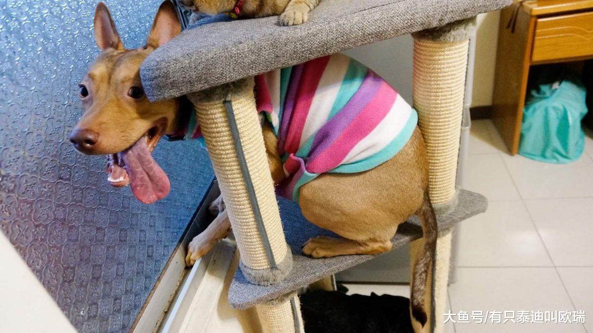 塞奶猫咪火力全开狂蹭狗哥哥投降伸手抱抱粉丝全融化