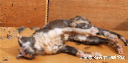 52岁男虐杀13只猫! 他录全程: 「我是消除有害动物, 没有违法。」