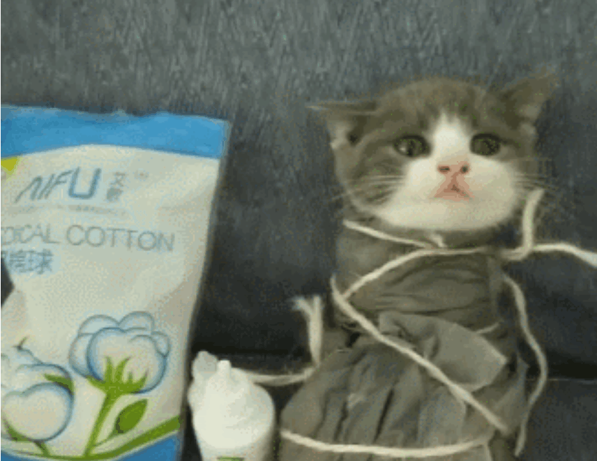 猫咪被主人包裹成粽子, 只为一次小清洁, 网友: 敢问你是甜粽子?