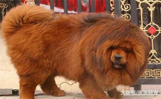 常见五种狗狗的价格, 二哈和金毛差不多, 第五个纯种的要上百万