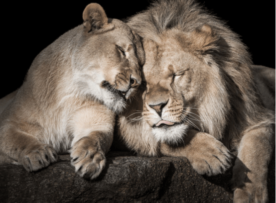 狮子情侣正约会着呢, 旁边的雄狮羡慕的直接抢, 战争一触即发