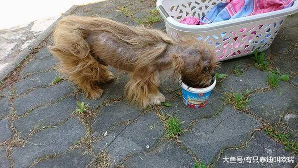 小怪物路边流浪, 爱让它变成可爱小天使